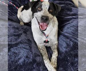 Mutt Dogs for adoption in Rockwall, TX, USA
