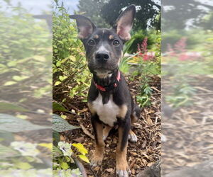 Mutt Dogs for adoption in Genesee, WI, USA