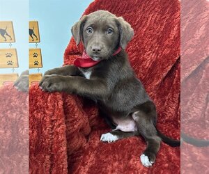 Medium Photo #3 Labrador Retriever-Unknown Mix Puppy For Sale in Meridian, MS, USA