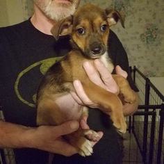 Bogle Dogs for adoption in Wilmington, DE, USA