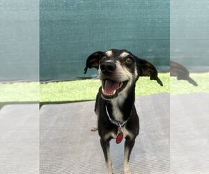 Chihuahua-Unknown Mix Dogs for adoption in Tempe , AZ, USA