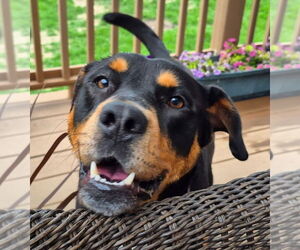 Rottweiler-Unknown Mix Dogs for adoption in Omaha, NE, USA