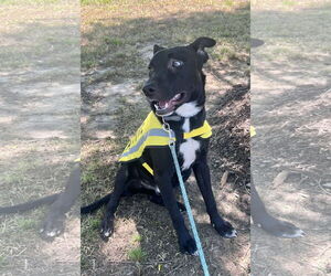 Mutt Dogs for adoption in Munford, TN, USA