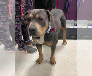 Rottweiler-American Pit Bull Terrier Dogs for adoption in Maple Grove, MN, USA