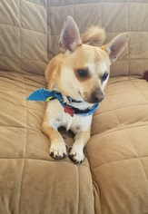 Medium Photo #1 Chihuahua Puppy For Sale in Newport Beach, CA, USA
