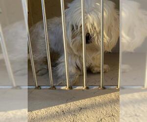 Maltese Dogs for adoption in Louisville, KY, USA