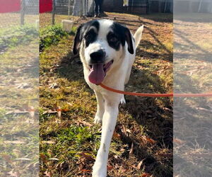 Mutt Dogs for adoption in Shelburne, VT, USA