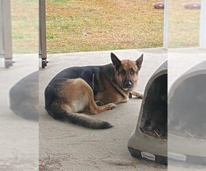 German Shepherd Dog Dogs for adoption in New Orleans, LA, USA