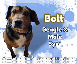 Beagle-Unknown Mix Dogs for adoption in Anchorage, AK, USA