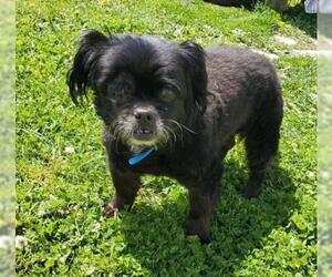 Shih Tzu-Unknown Mix Dogs for adoption in Whitewater, WI, USA