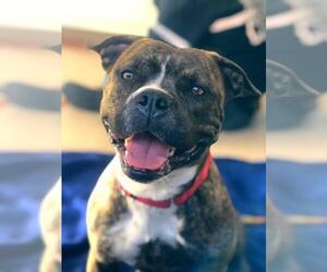 Bullboxer Pit Dogs for adoption in Sewaren, NJ, USA