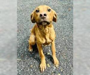 Mutt Dogs for adoption in Clarkesville, GA, USA