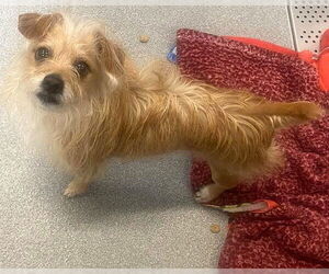 Cairn Terrier-Unknown Mix Dogs for adoption in Orange, CA, USA