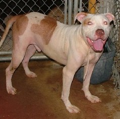 American Pit Bull Terrier Dogs for adoption in Savannah, MO, USA