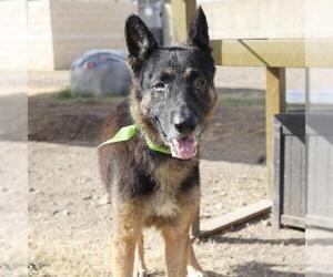 German Shepherd Dog Dogs for adoption in San Antonio, TX, USA