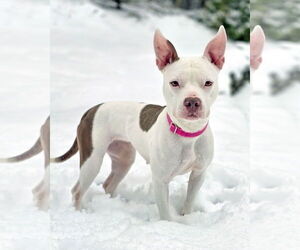 Mutt Dogs for adoption in Westminster, MA, USA