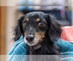 Dachshund Dogs for adoption in Mundelein, IL, USA