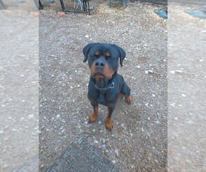Rottweiler Dogs for adoption in Foristell, MO, USA