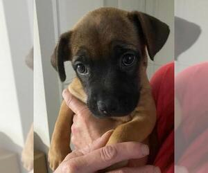 Mutt Dogs for adoption in Glendale , AZ, USA