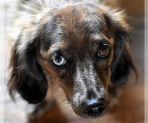 Dachshund Dogs for adoption in Shelbyville, TN, USA