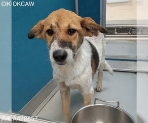 Mutt Dogs for adoption in Oklahoma City, OK, USA