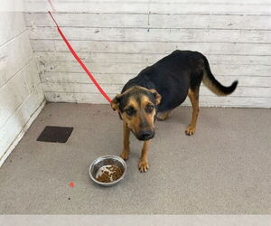 German Shepherd Dog-Unknown Mix Dogs for adoption in San Bernardino, CA, USA