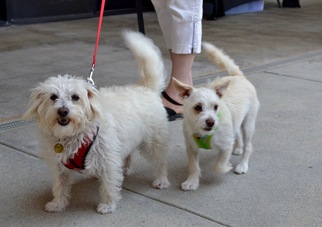 Maltese Dogs for adoption in Simi Valley, CA, USA