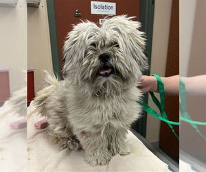 Shih Tzu-Unknown Mix Dogs for adoption in Rancho Cucamonga, CA, USA