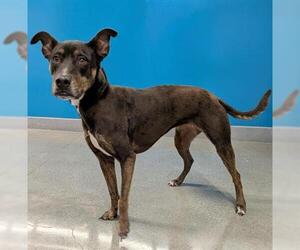 Doberman Pinscher-Unknown Mix Dogs for adoption in San Martin, CA, USA