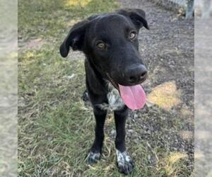 Mutt Dogs for adoption in Conroe, TX, USA