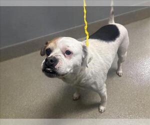 Poodle (Miniature)-Unknown Mix Dogs for adoption in Las Vegas, NV, USA