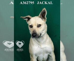 Shiba Inu-Unknown Mix Dogs for adoption in Stockton, CA, USA