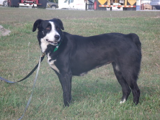 Medium Photo #1 Border-Aussie Puppy For Sale in Tupelo, MS, USA