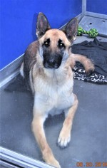 German Shepherd Dog Dogs for adoption in San Jacinto, CA, USA