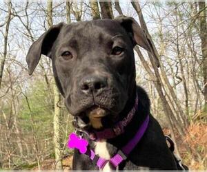 Mastador Dogs for adoption in Warwick, RI, USA