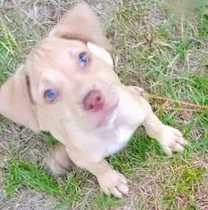 Labrador Retriever Dogs for adoption in Danbury, CT, USA