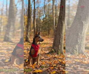 Mutt Dogs for adoption in Garden City, NY, USA