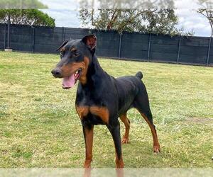 Doberman Pinscher Dogs for adoption in Orange, CA, USA