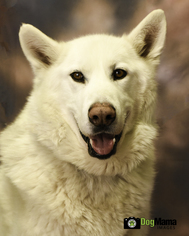 German Shepherd Dog-Great Pyrenees Mix Dogs for adoption in Cokato, MN, USA