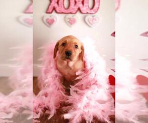 Basset Hound-Labrador Retriever Mix Dogs for adoption in Santa Fe, TX, USA