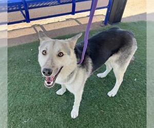 German Shepherd Dog-Unknown Mix Dogs for adoption in HESPERIA, CA, USA