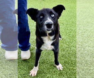 Huskies -Unknown Mix Dogs for adoption in Hilton Head, SC, USA