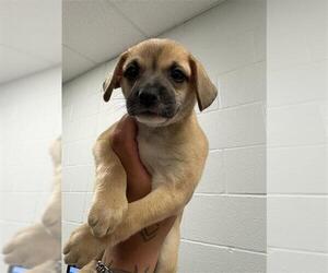 Pug-Unknown Mix Dogs for adoption in Corpus Christi, TX, USA