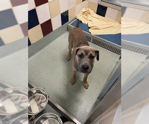 Mutt Dogs for adoption in Plano, TX, USA