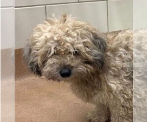 Havanese-Unknown Mix Dogs for adoption in Canton, CT, USA