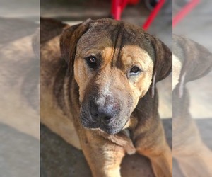 Rottweiler-Unknown Mix Dogs for adoption in Rustburg, VA, USA
