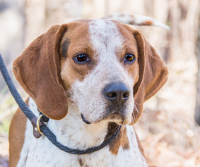Coonhound Dogs for adoption in Clarkesville, GA, USA