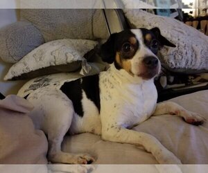 Jack-Rat Terrier Dogs for adoption in Royal Palm Beach, FL, USA