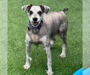 Mutt Dogs for adoption in San Diego, CA, USA