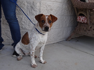 Beagle-Unknown Mix Dogs for adoption in Dublin, VA, USA